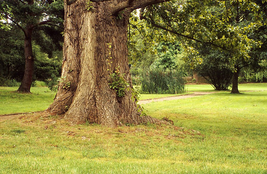 Alter Baum im Park