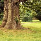 Alter Baum im Park