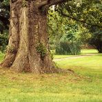 Alter Baum im Park