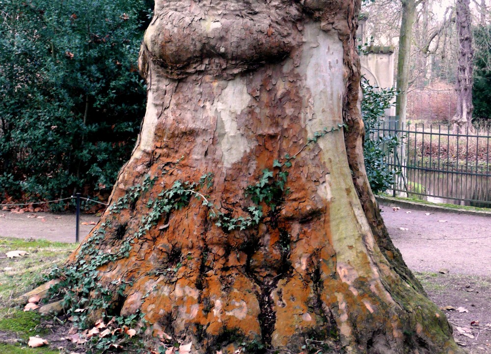 Alter Baum im Park Sanssouci