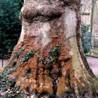 Alter Baum im Park Sanssouci