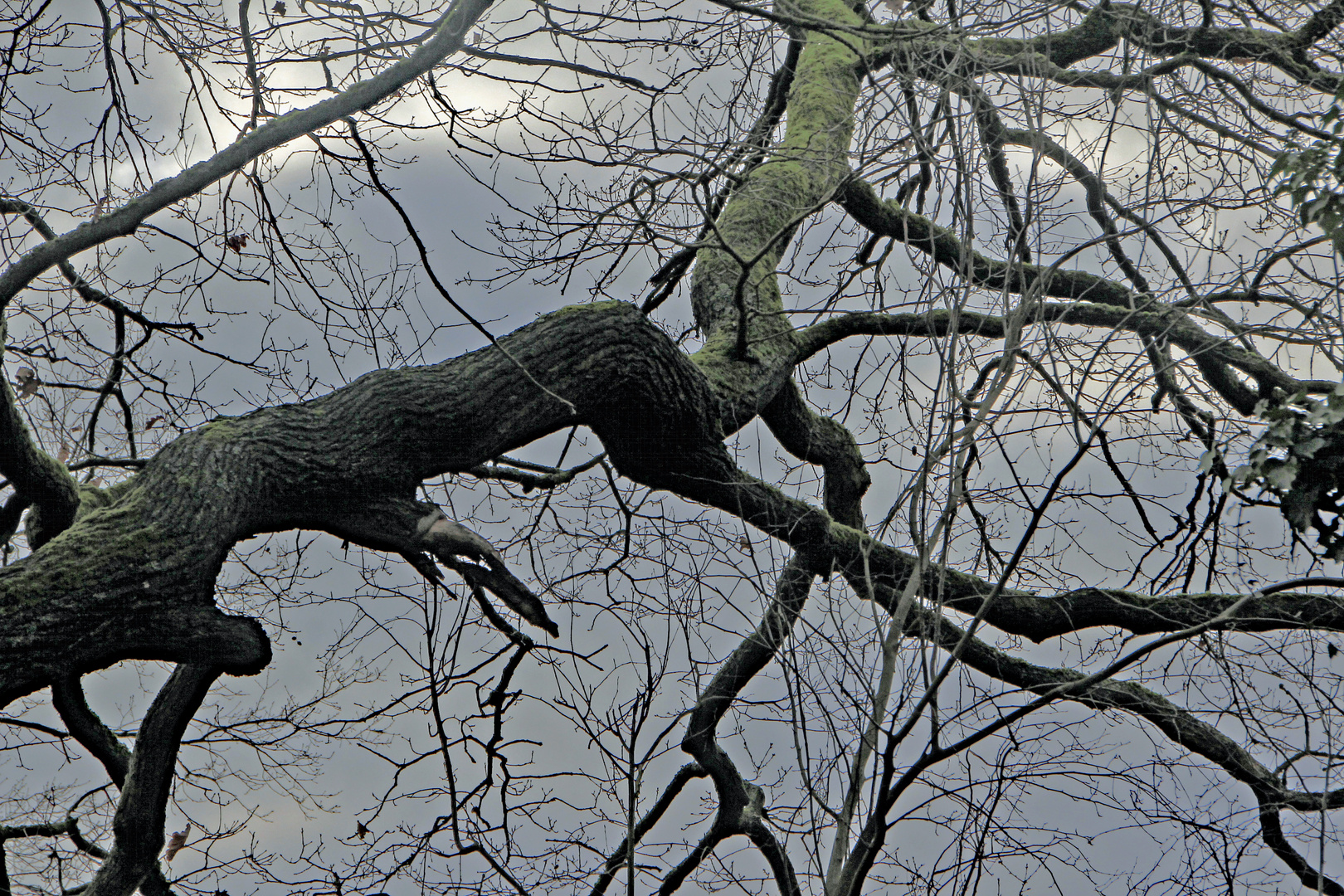Alter  Baum im Rombergpark 