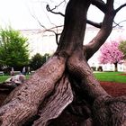 alter Baum im Salzburger Mirabellgarten