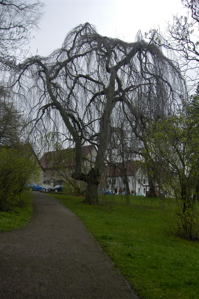 Alter Baum im Schlosspark Ettersburg