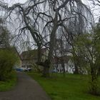 Alter Baum im Schlosspark Ettersburg