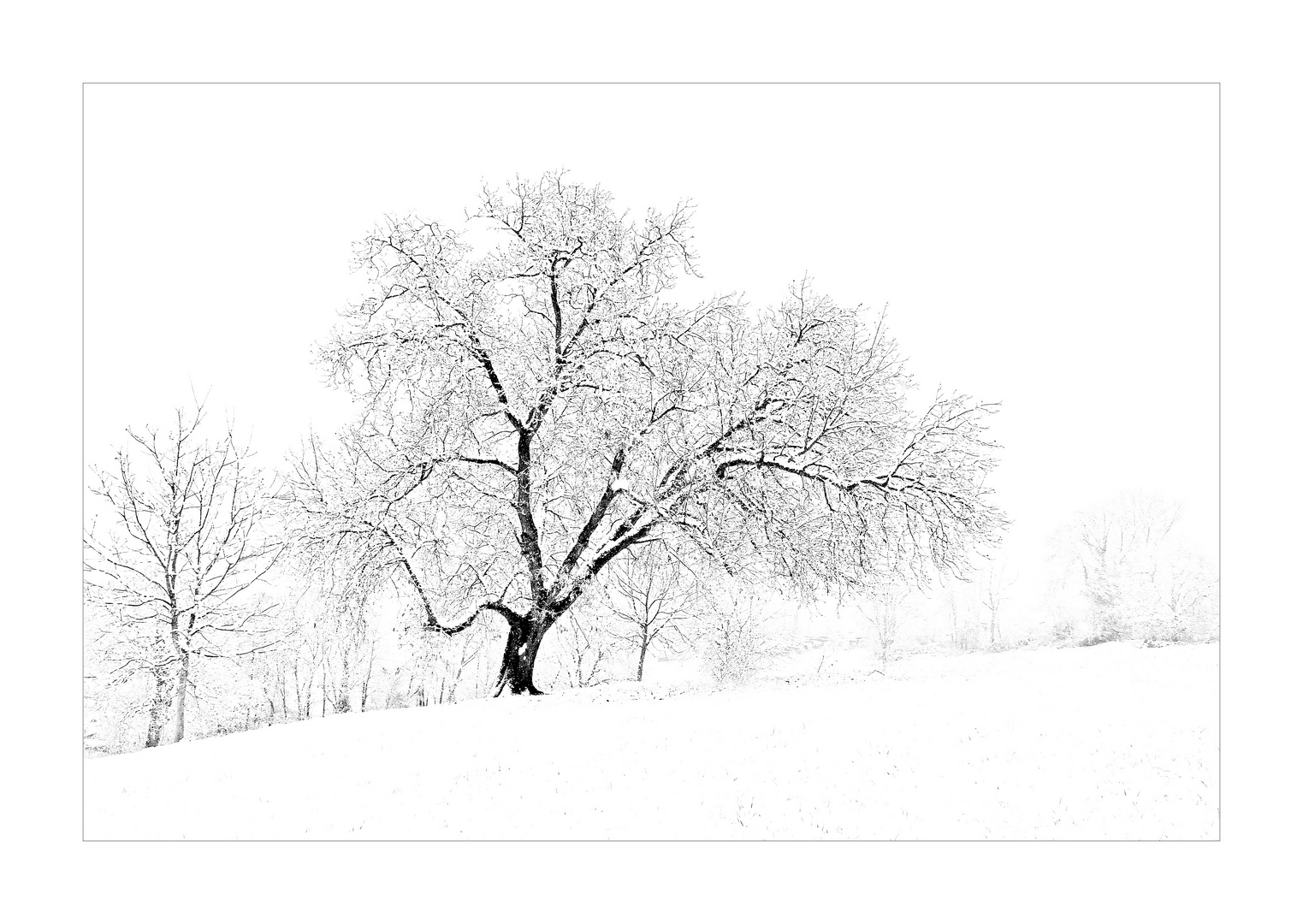 Alter Baum im Schnee.