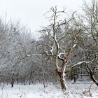 alter Baum im Schnee