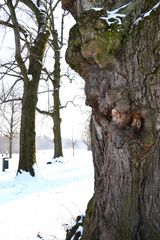 alter Baum im Schnee