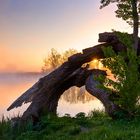 Alter Baum im Sonnenaufgang