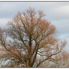 Alter Baum im Sonnenlicht