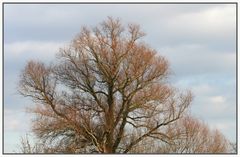 Alter Baum im Sonnenlicht