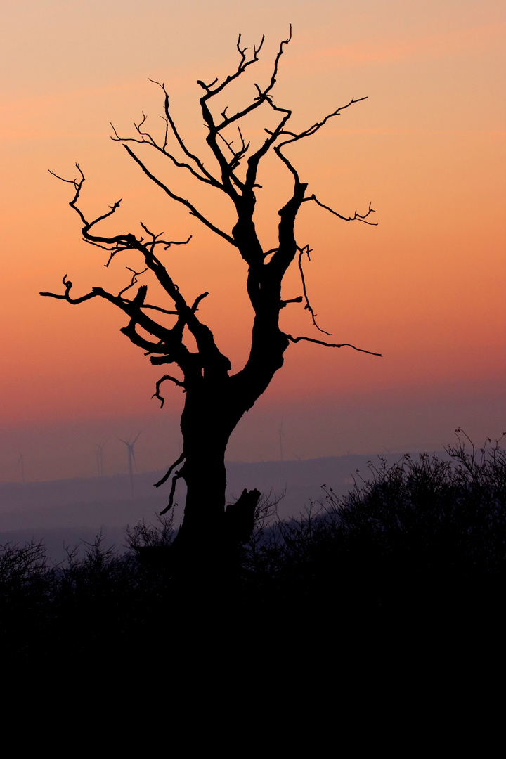 Alter Baum im Sonnenuntergang