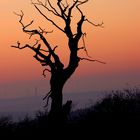 Alter Baum im Sonnenuntergang