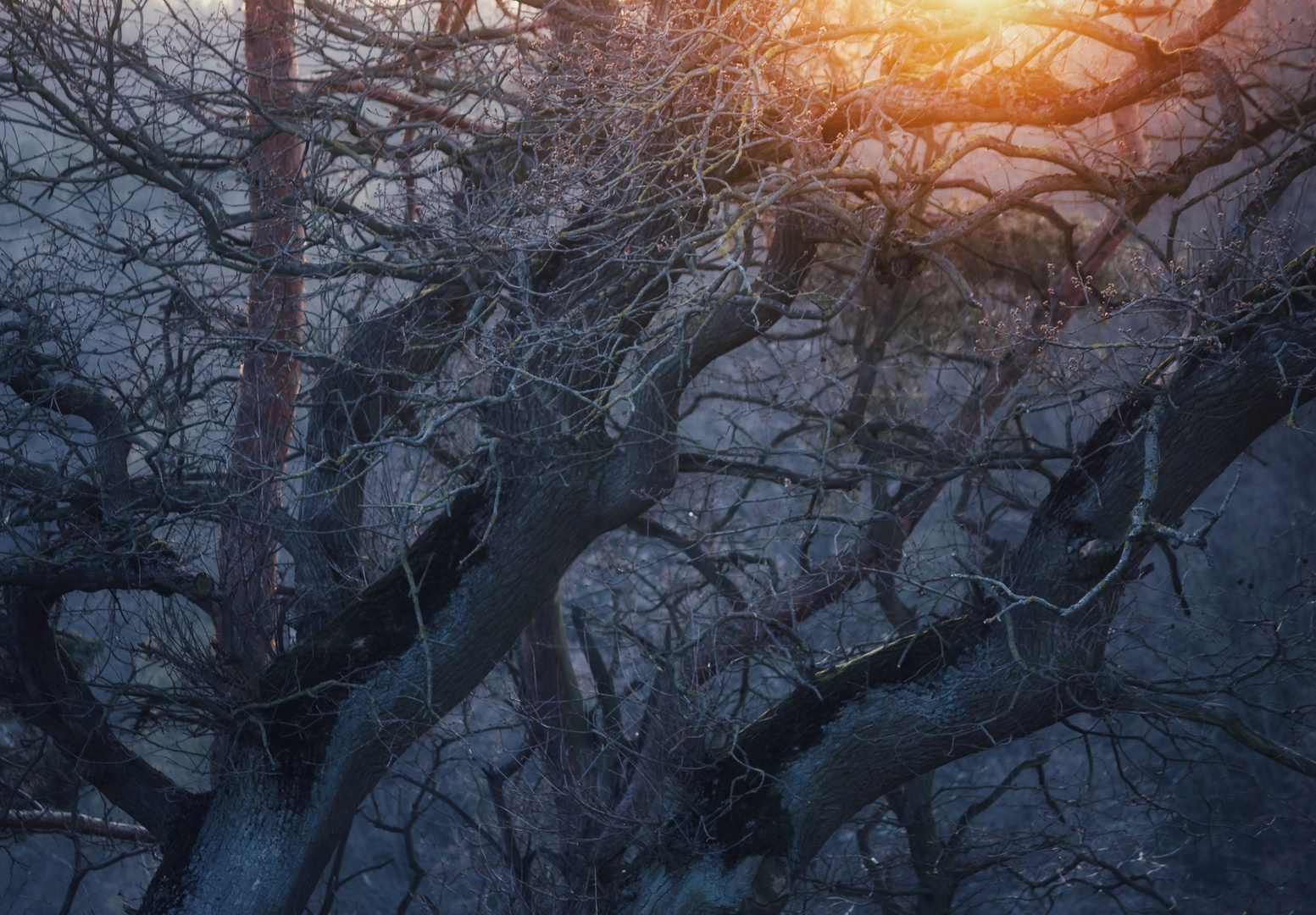 Alter Baum im Sonnenuntergang