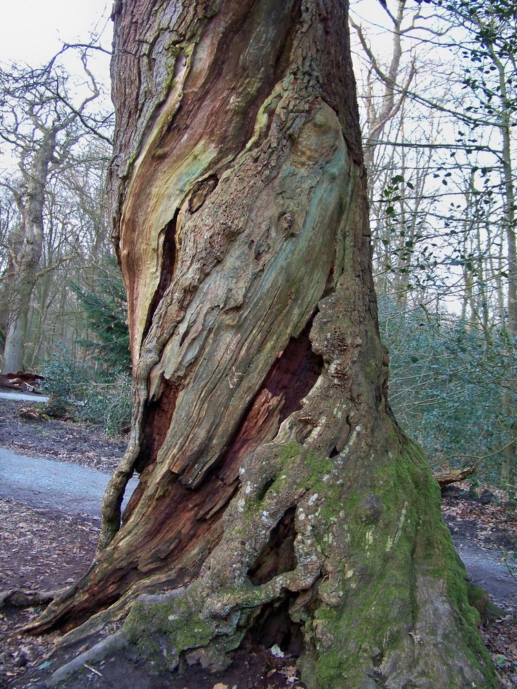 Alter Baum im Urwald