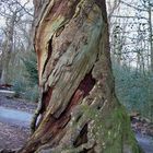 Alter Baum im Urwald