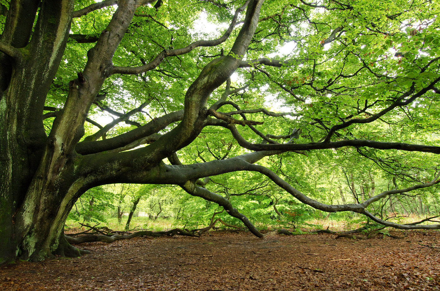 alter Baum im Urwald Sababurg