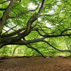 alter Baum im Urwald Sababurg