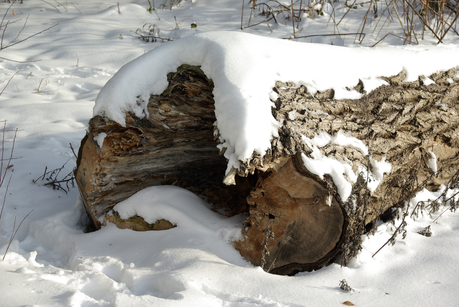 alter Baum im Winter