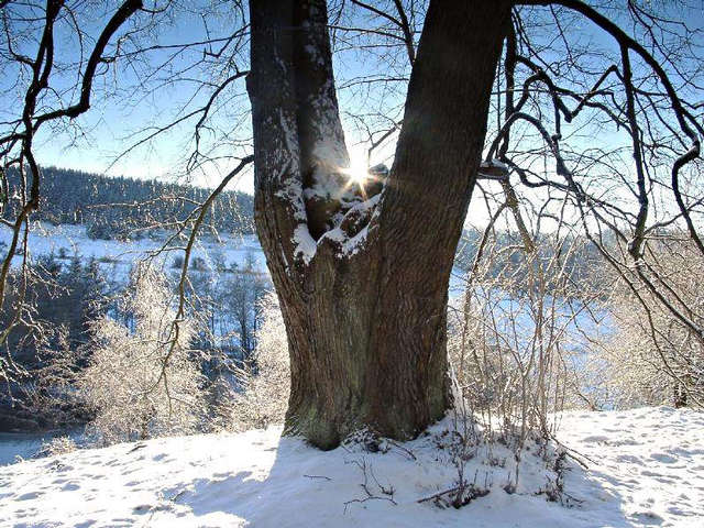 Alter Baum im Winter