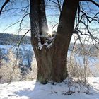 Alter Baum im Winter