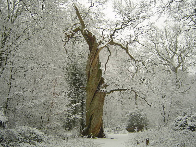 Alter Baum im Winter