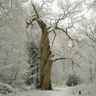 Alter Baum im Winter