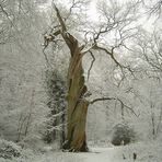 Alter Baum im Winter