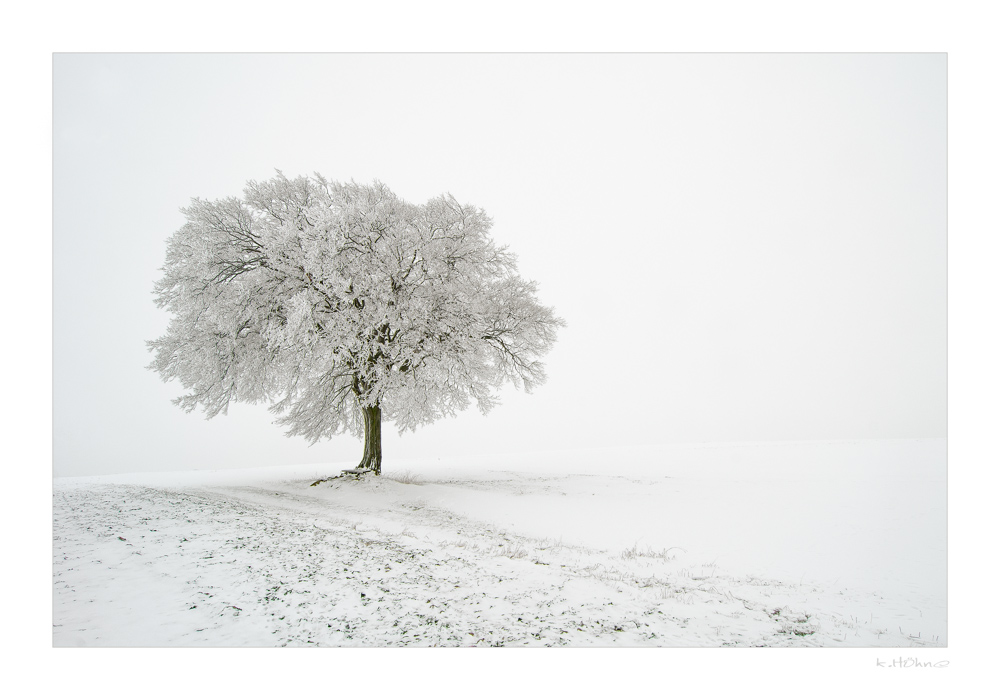 Alter Baum im Winterkleid