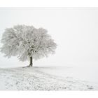 Alter Baum im Winterkleid