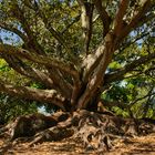 Alter Baum - In Auckland