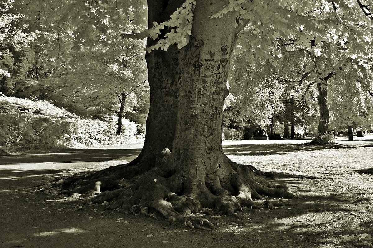 alter Baum in Berlin Pankow/ Bürgerpark