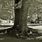 alter Baum in Berlin Pankow/ Bürgerpark