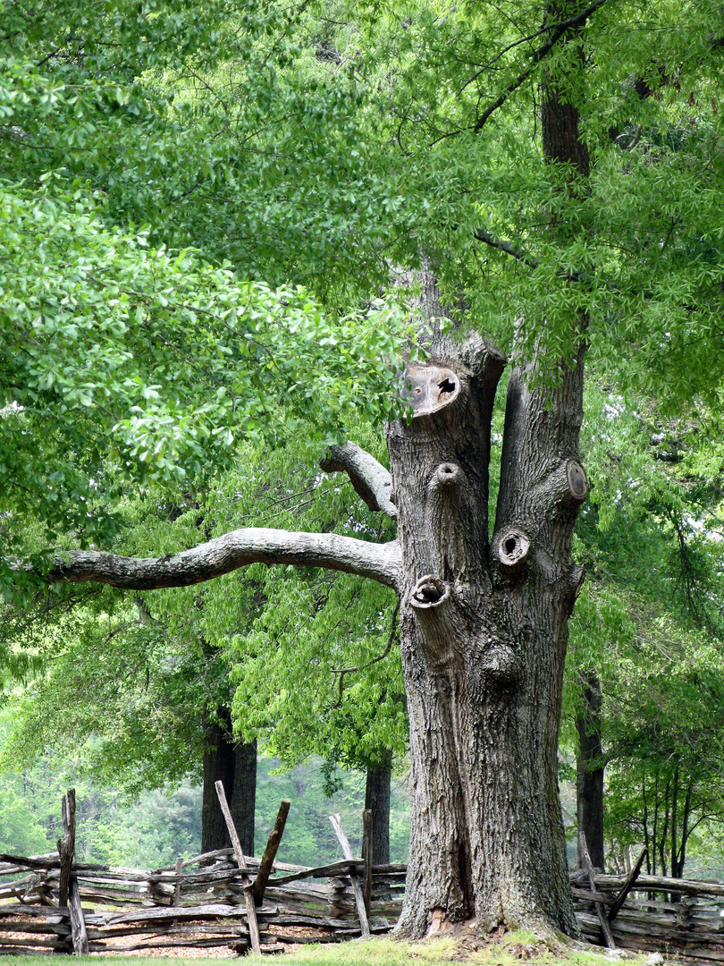 Alter Baum in Brattonsville