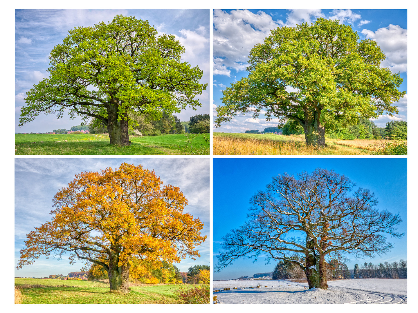 Alter Baum in den Jahreszeiten