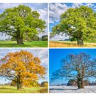 Alter Baum in den Jahreszeiten