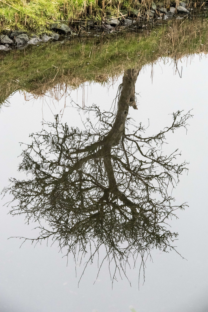 alter Baum in den Rieselfeldern