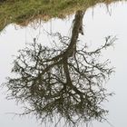 alter Baum in den Rieselfeldern