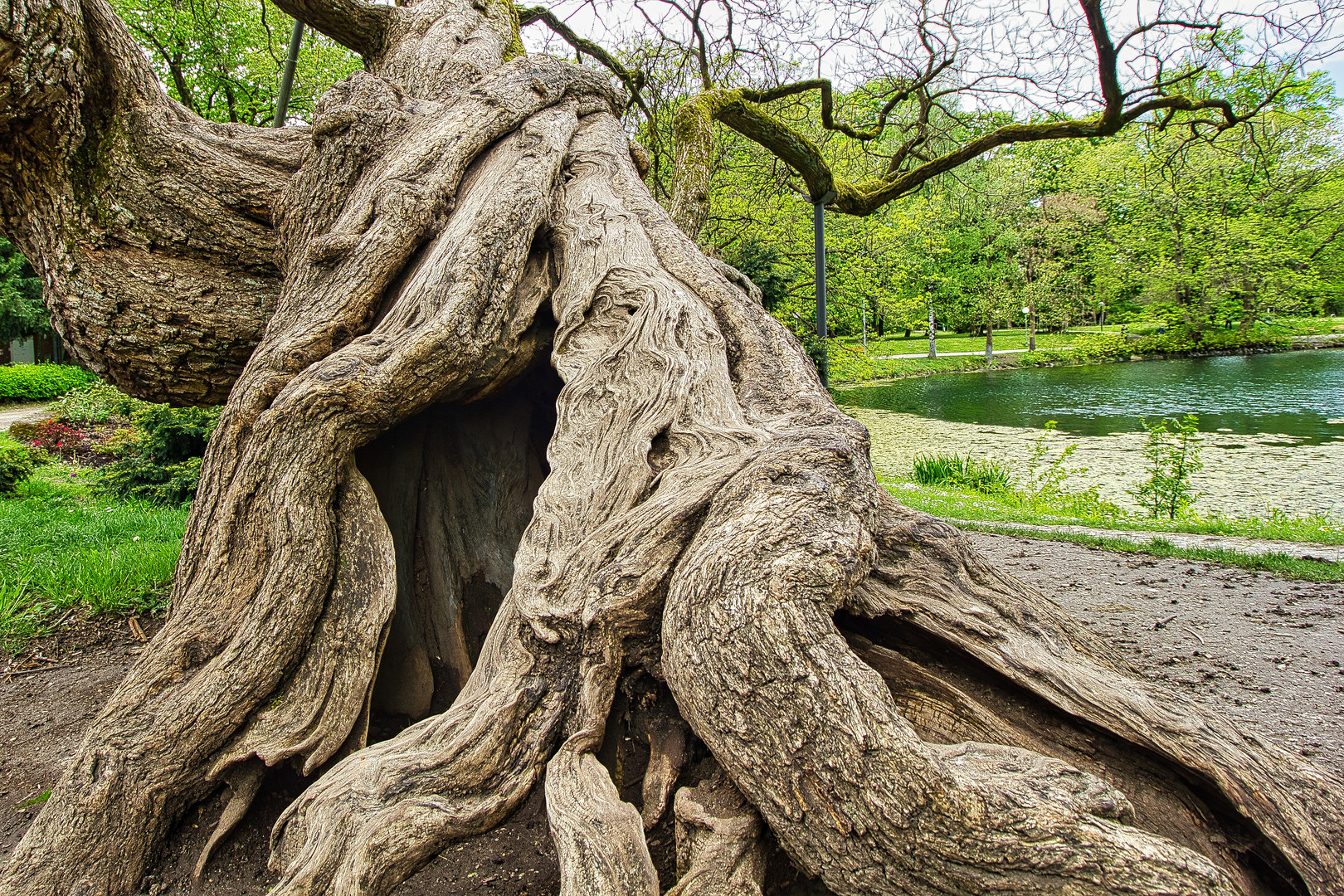 Alter Baum in der Friedrichsau