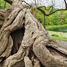 Alter Baum in der Friedrichsau