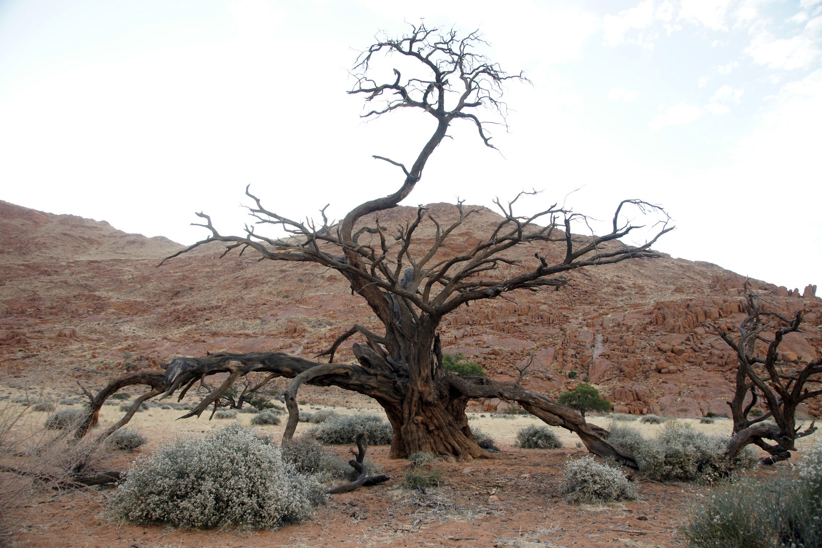 Alter Baum in die Wüste von Nambia