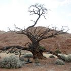 Alter Baum in die Wüste von Nambia