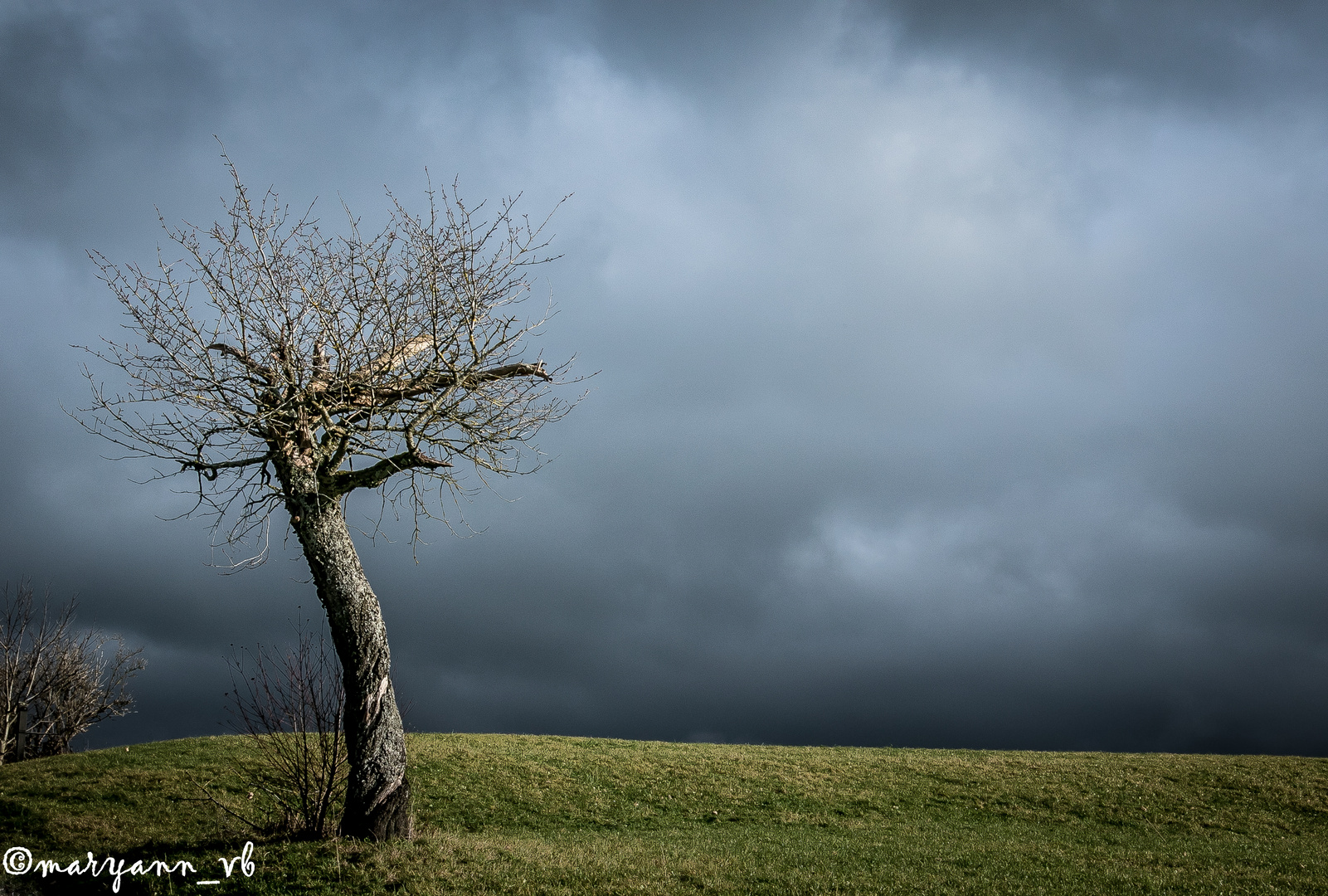 Alter Baum in düsterer Wolkenstimmung