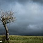 Alter Baum in düsterer Wolkenstimmung