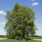 Alter Baum in frischem Grün