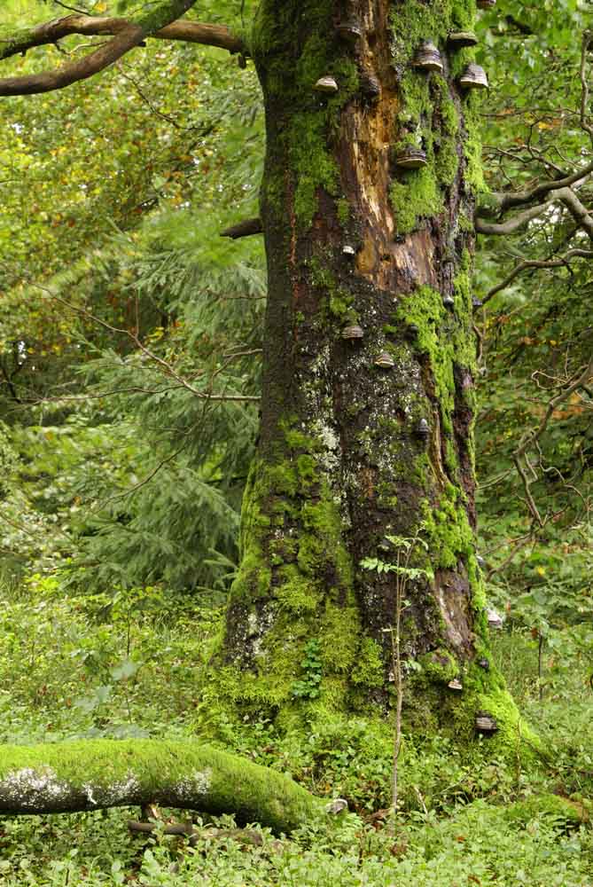 alter Baum in grün