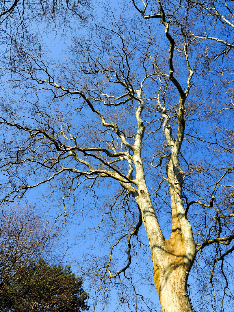 Alter Baum in Hohenheim