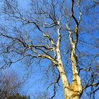 Alter Baum in Hohenheim