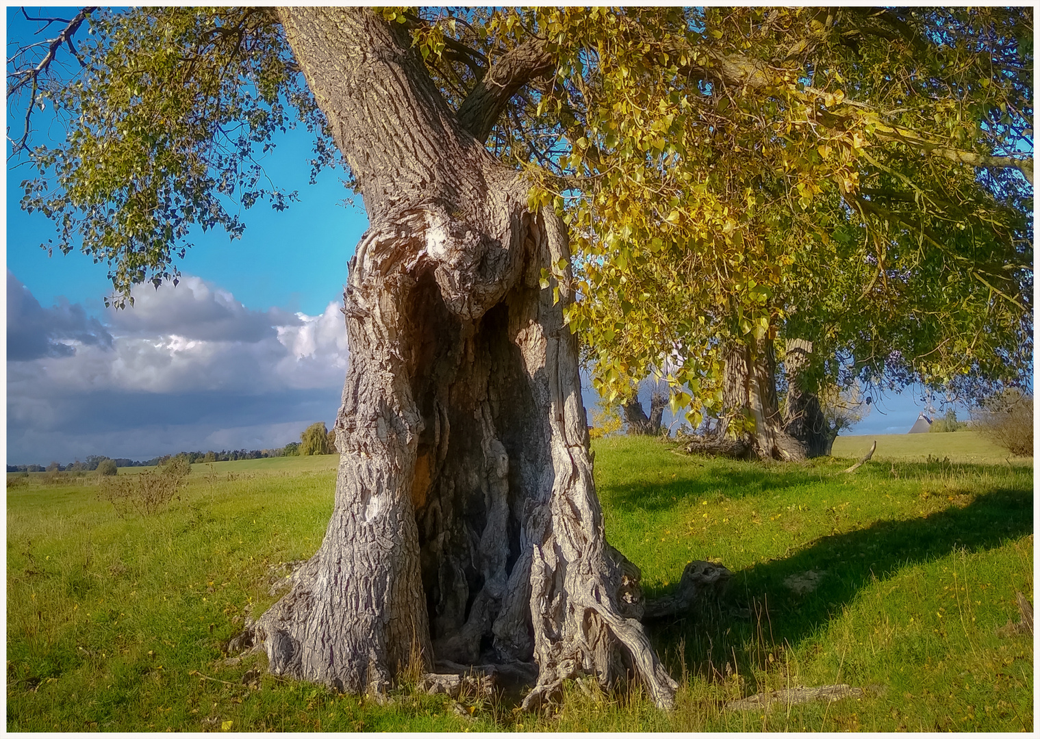 Alter Baum in Konau