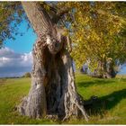 Alter Baum in Konau